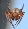 Araneus (sturmi-triguttatus)